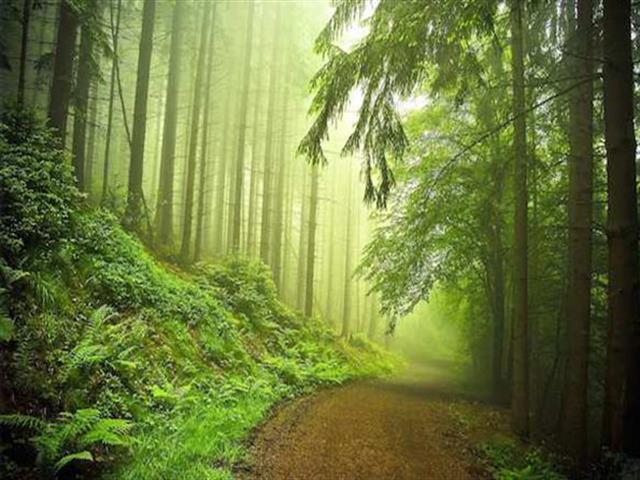 “El bosque: Mucho más que madera”