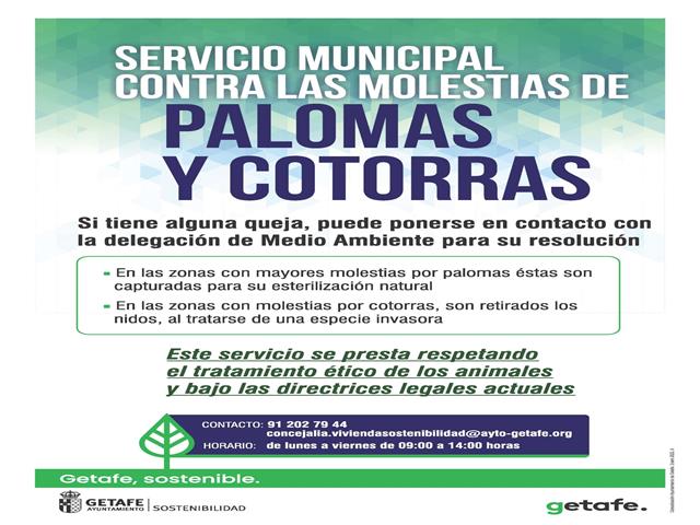 El Ayuntamiento de Getafe mejora el servicio para eliminar las molestias de cotorras y palomas