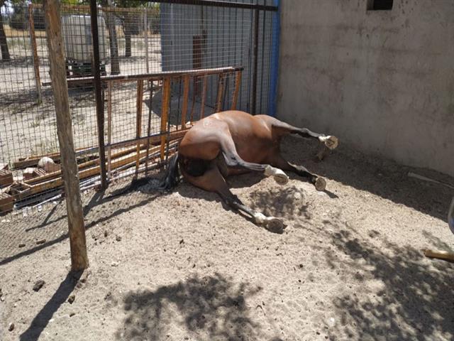 La Policía Local desmantela un establecimiento animal sin autorización en Perales del Río