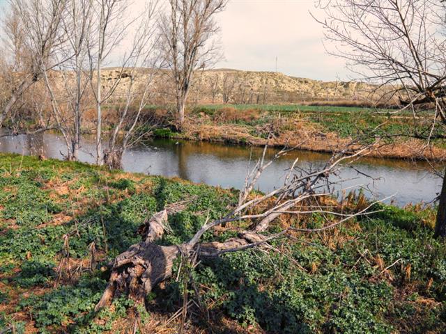 LYMA renaturalizará el cauce del Manzanares para dar paso a Getafe Río