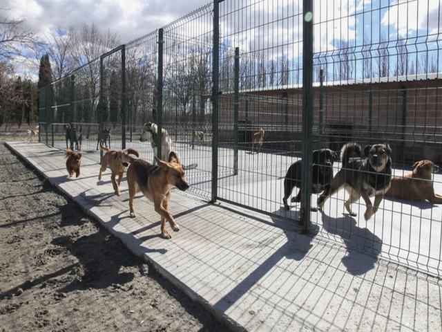 Exito de participación en las jornadas de puertas abiertas del Centro de Protección Animal de Getafe