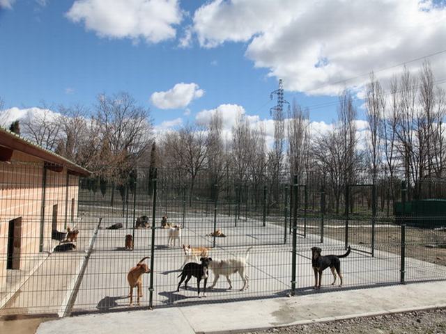 El Ayuntamiento crea una Red de Voluntariado en el Centro de Protección Animal