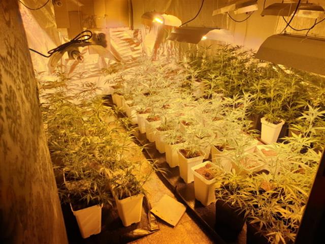 La Policía Local incauta más de 100 plantas de marihuana en un piso de La Alhóndiga