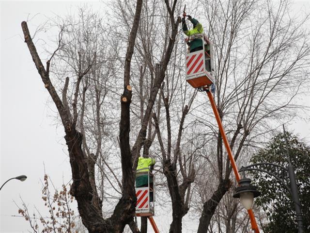 Getafe continúa realizando trabajos de poda en más de 4.500 árboles del municipio 