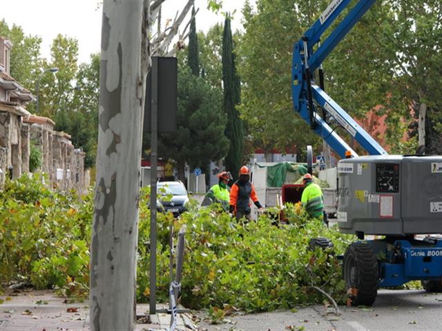 Getafe comienza los trabajos de poda y recogida de la hoja 