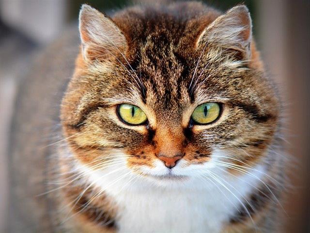 Getafe regulariza las colonias felinas y firmará convenios con el voluntariado