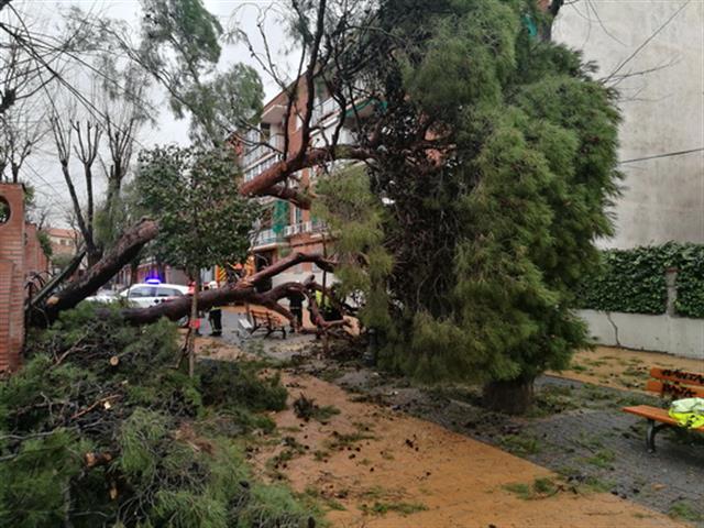 Policía Local, Bomberos, LYMA y Protección Civil atendieron más de 200 avisos por la lluvia y los fuertes vientos