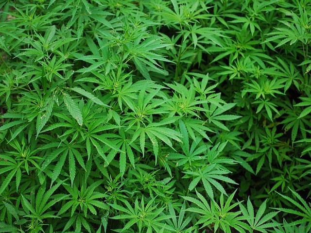 Policía Local y Cuerpo Nacional de Policía incautan miles de plantas de marihuana en una nave del polígono de Los Olivos