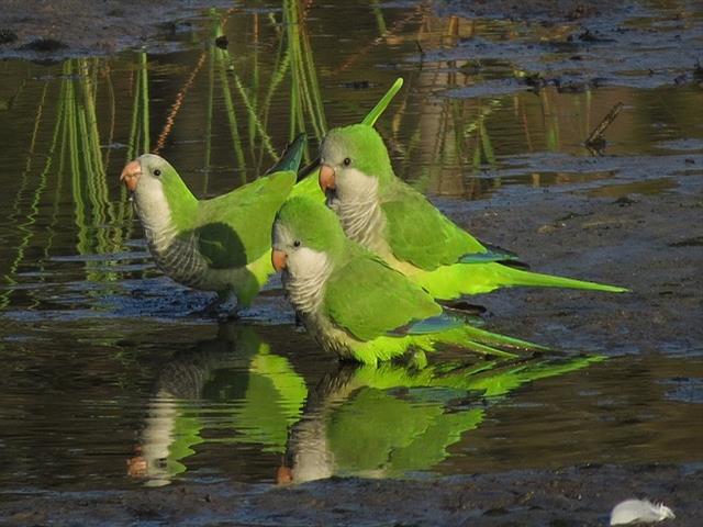 El Ayuntamiento de Getafe continúa llevando a cabo medidas de control de las cotorras como especie invasora