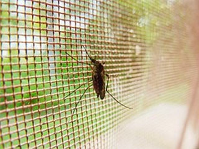 El Gobierno municipal incluye también a los Molinos dentro del control de plagas de mosquitos