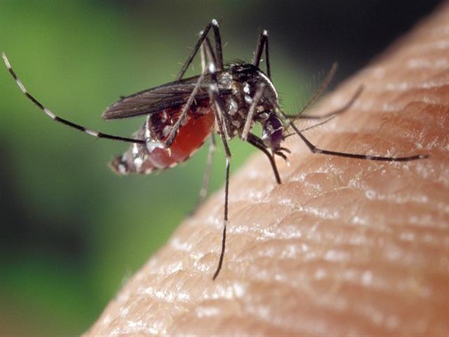 El Ayuntamiento de Getafe continúa con la campaña de control de insectos