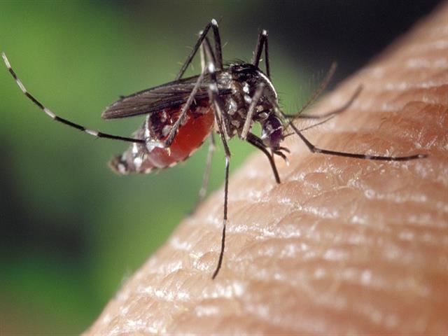 El Ayuntamiento de Getafe continúa con la campaña de control de insectos