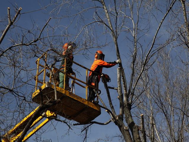 El Ayuntamiento de Getafe comienza la poda de más de 4.000 árboles en las calles del municipio