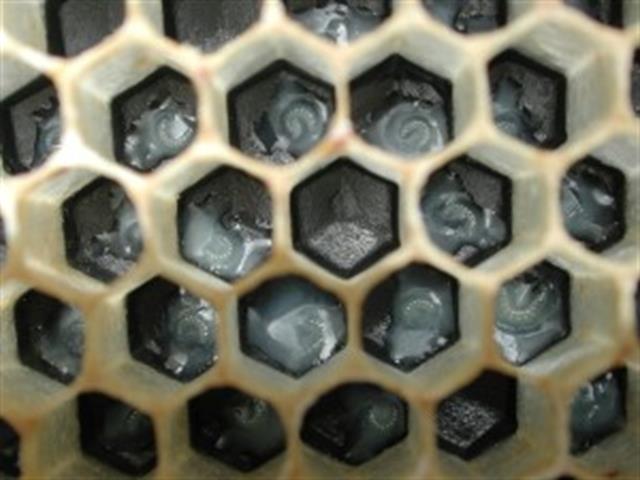 3 X 2 en Jalea Real